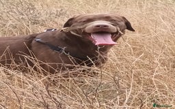 Labrador Retriever dogs for sale: Chocolate labarador  - Image 2