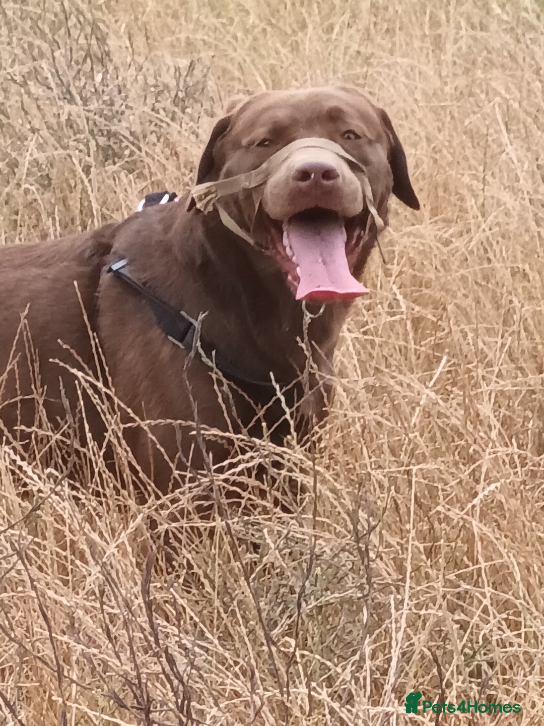 Labrador Retriever dogs for sale: Chocolate labarador  - Image 2
