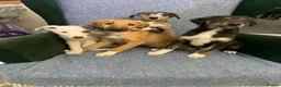 Mixed Breed dogs for sale: Blue Merle Border Collie x Lurcher Puppies  - Advert 8