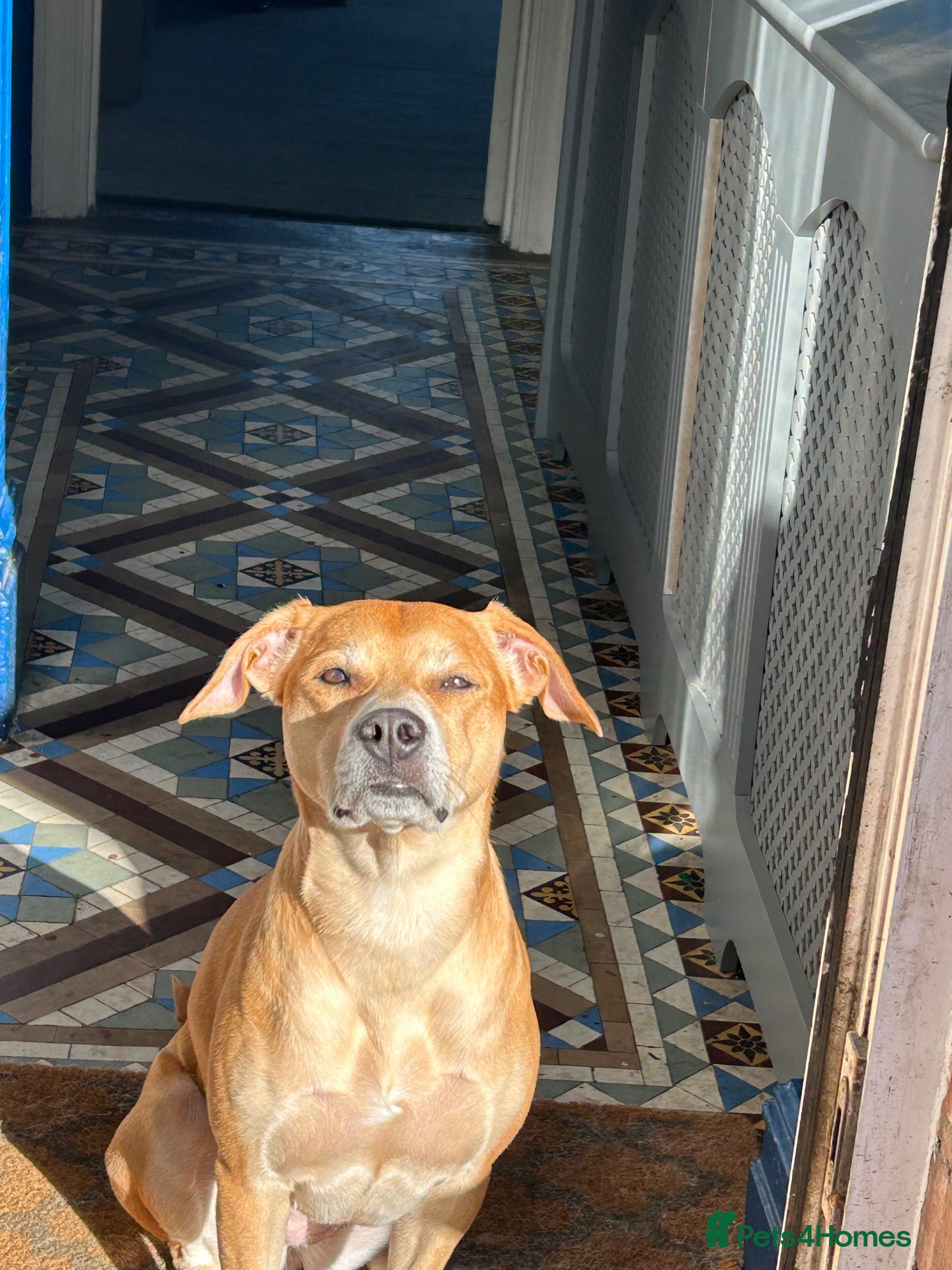 Mixed Breed dogs Labrador x staff - Advert 2