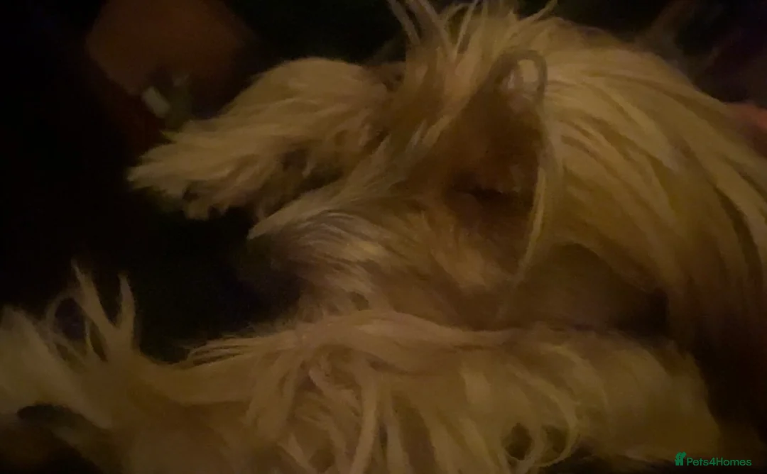 Chinese Crested dogs for sale: HHL created  - Advert 4