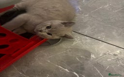 British Shorthair cats for sale: Beautiful  lilac and blue kittens 2 boys 1 girl - Image 17