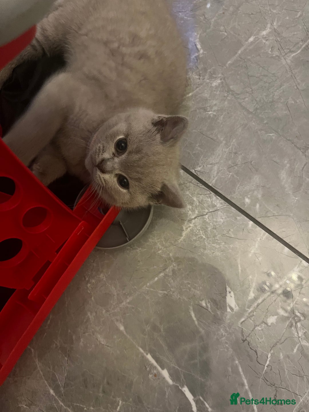 British Shorthair cats for sale: Beautiful  lilac and blue kittens 2 boys 1 girl - Image 17