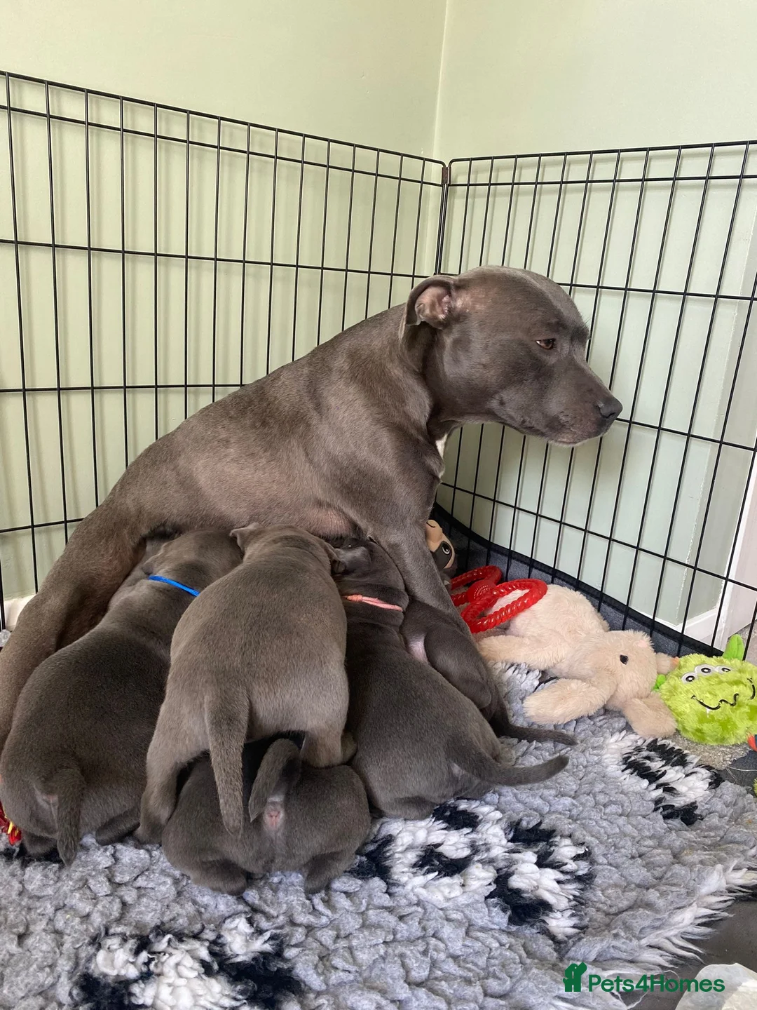 Staffordshire Bull Terrier dogs for sale: 🏆🥇CHAMPION PHARAON🥇🏆 blue Staffy puppies  - Advert 2