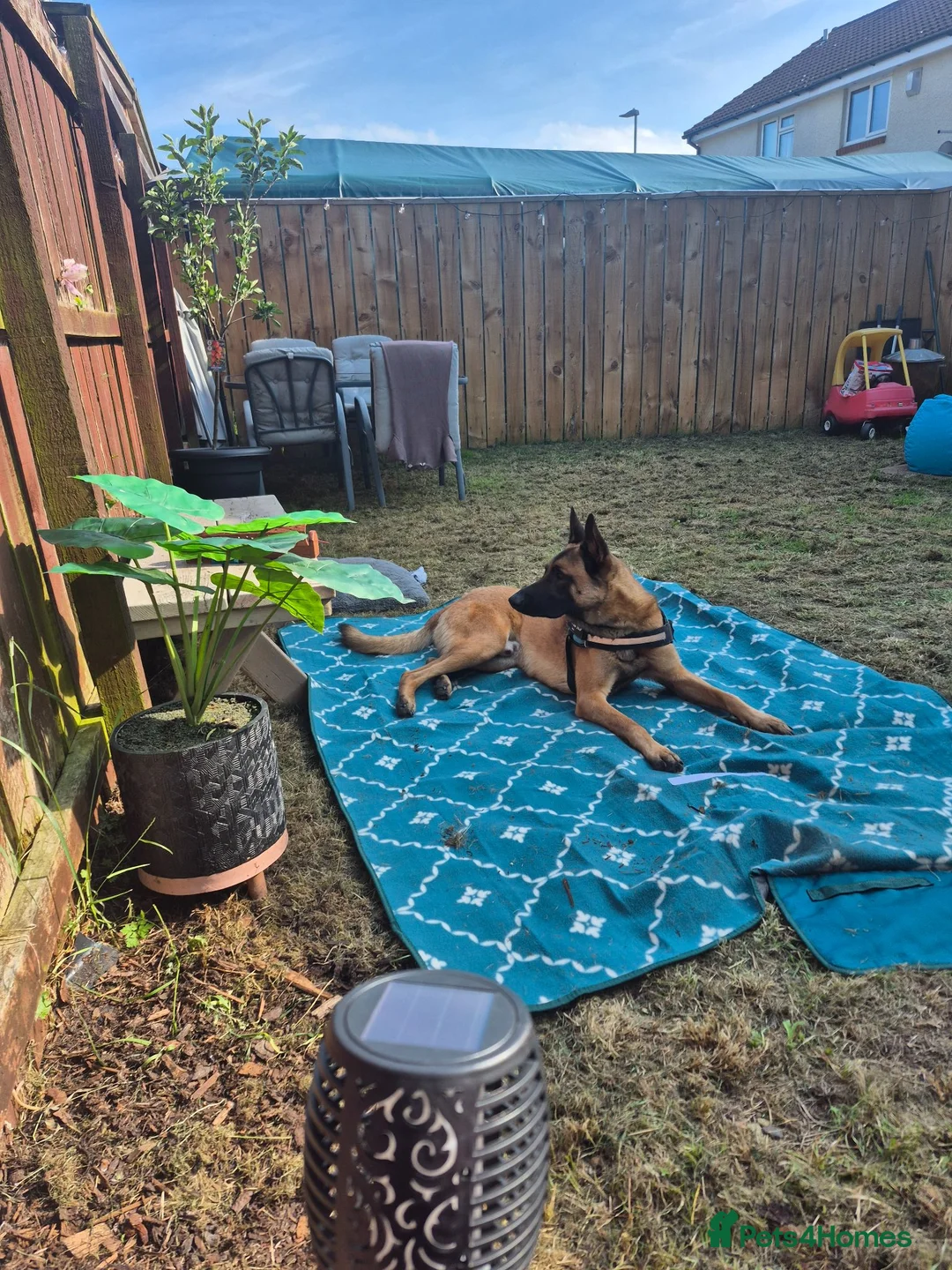 Belgian Shepherd Dog dogs for sale: 1 year old Belgium malinois  - Advert 2