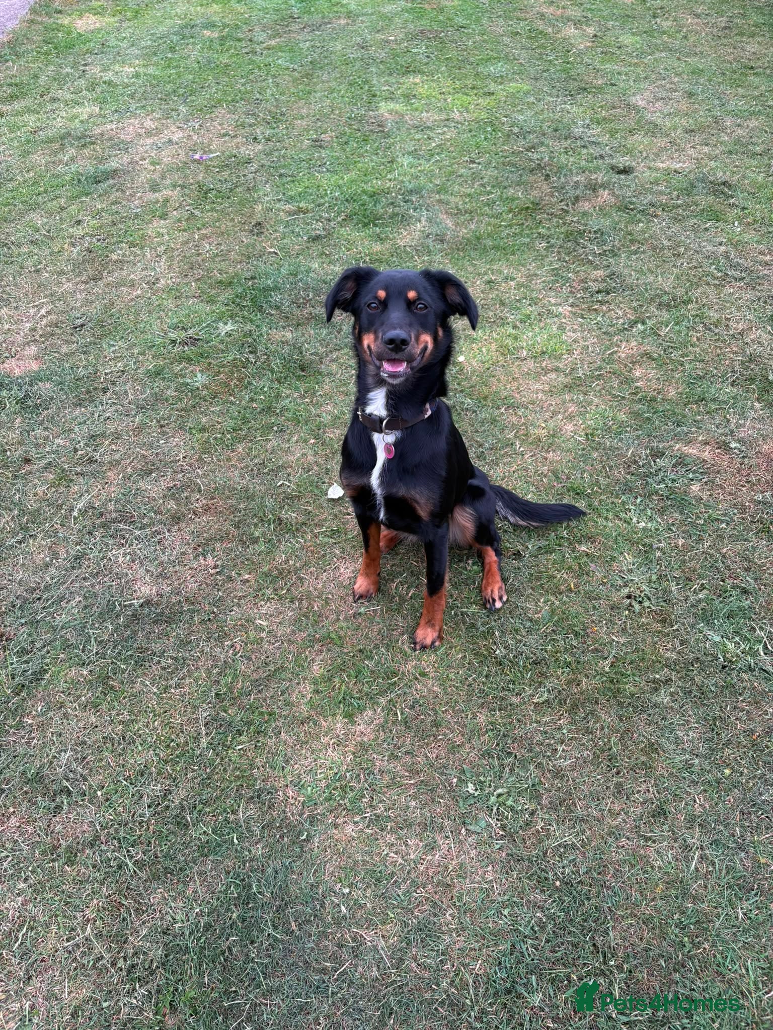 Smooth Collie dogs 10 month old collie cross bitch  - Advert 2