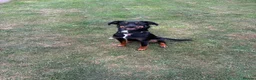 Smooth Collie dogs for sale: 10 month old collie cross bitch  in Minehead - Advert 1