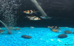 Barbs fish for sale: Barbs - Image 1