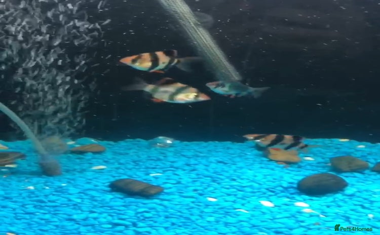 Barbs fish - Advert 5