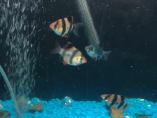 Barbs fish - Advert 3