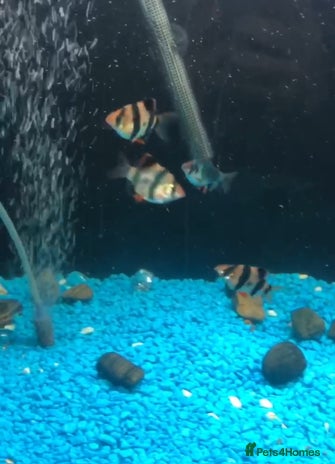 Barbs fish Barbs - Advert 3