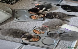 Mixed Breed cats for sale: Beautiful litter of 5 kittens  - Image 3