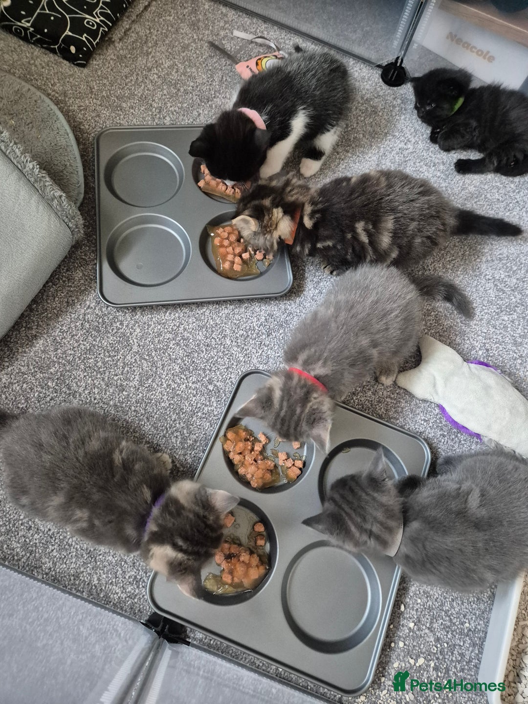 Mixed Breed cats for sale: Beautiful litter of 5 kittens  - Image 3