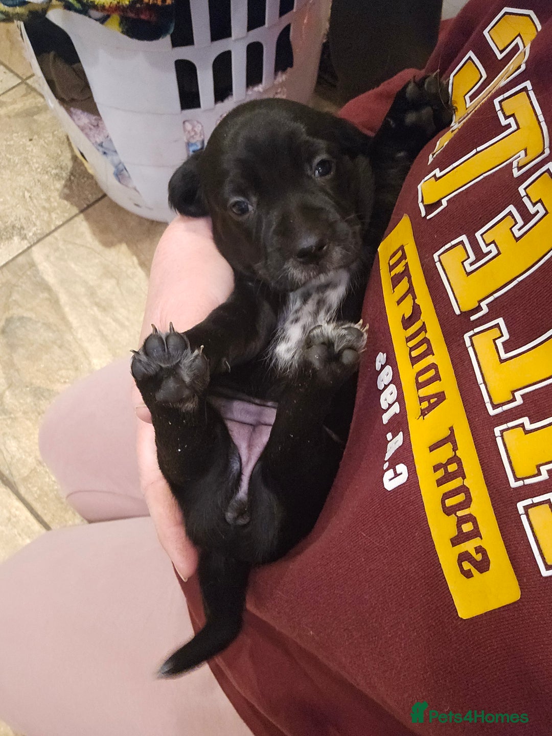 Mixed Breed dogs for sale: Springer spaniel x miniature dachshund  - Advert 3