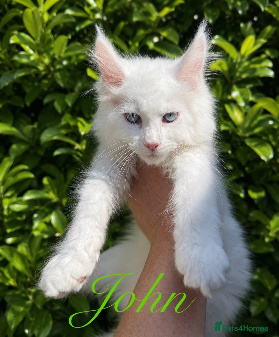 Maine Coon cats STUNNING WHITE WITH BLUE EYES -BAER TESTED  - Advert 2