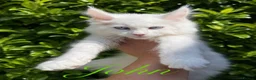 Maine Coon cats for sale: STUNNING WHITE WITH BLUE EYES -BAER TESTED  - Advert 2
