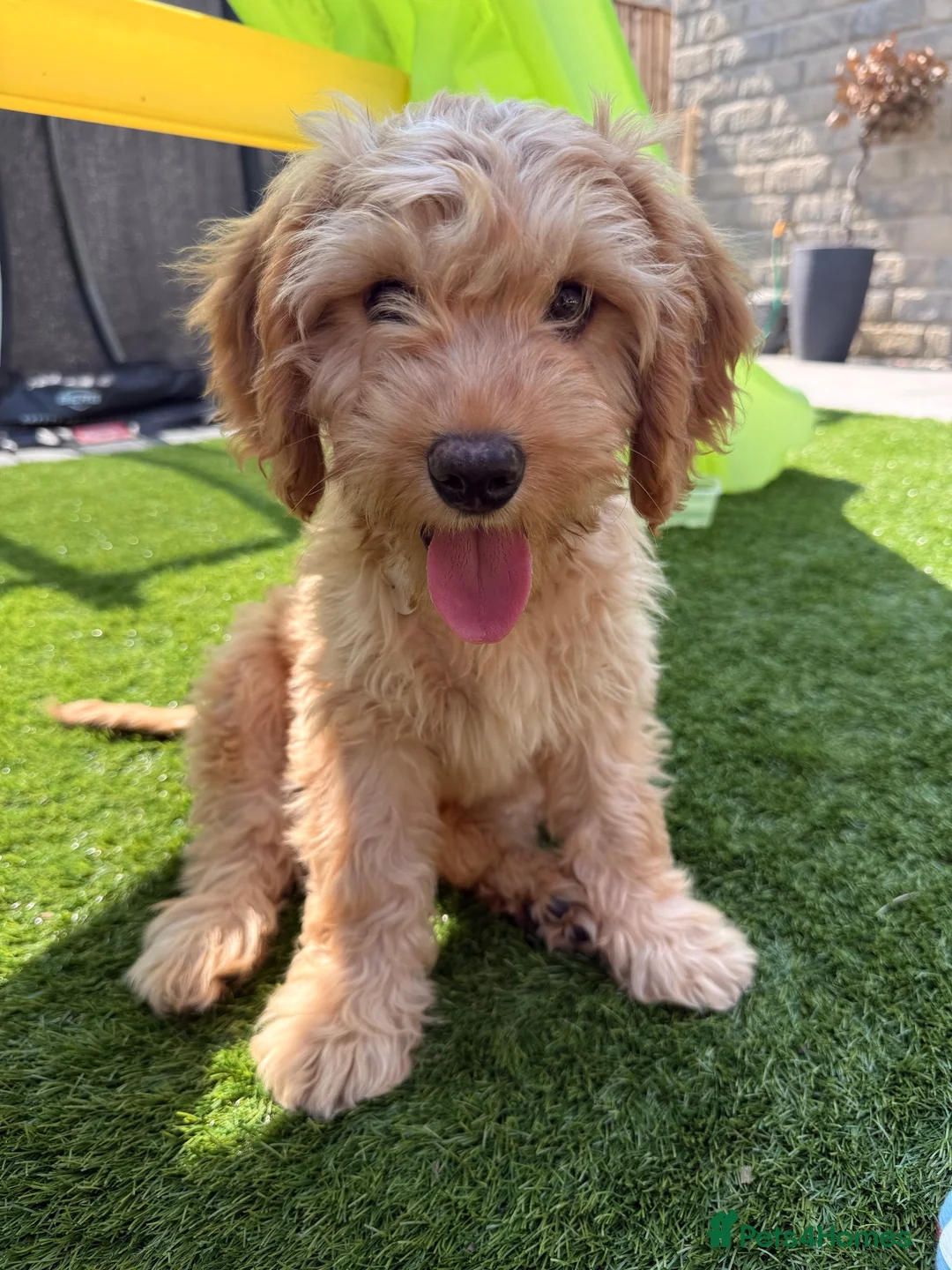 Cavapoo dogs for sale: Cavapoo  in Harrogate - Advert 7