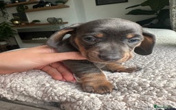 Dachshund dogs for sale: 4 Daschund Puppies Chocolate tan & Isabella - Image 4