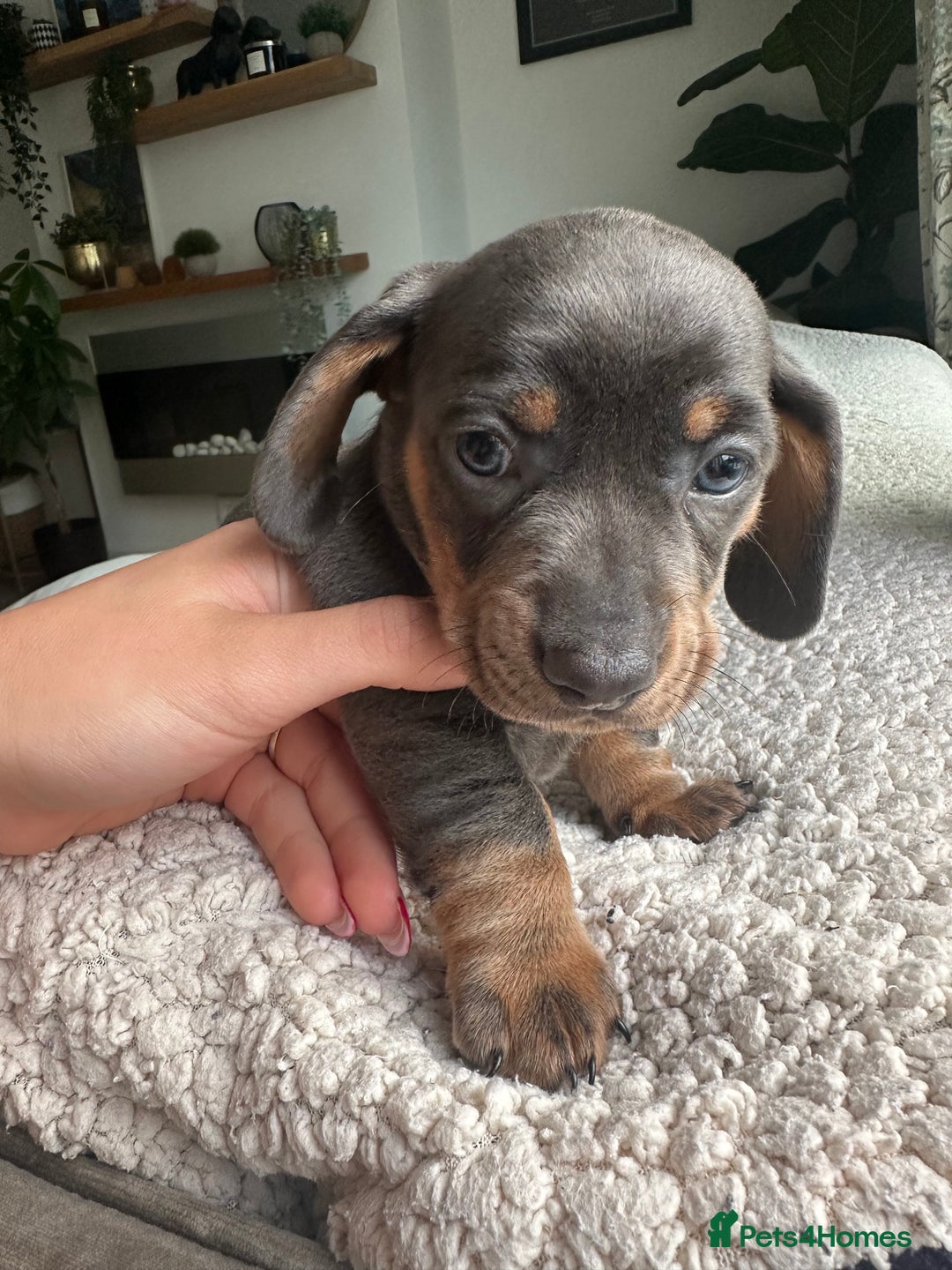 Dachshund dogs for sale: 4 Daschund Puppies Chocolate tan & Isabella - Image 4