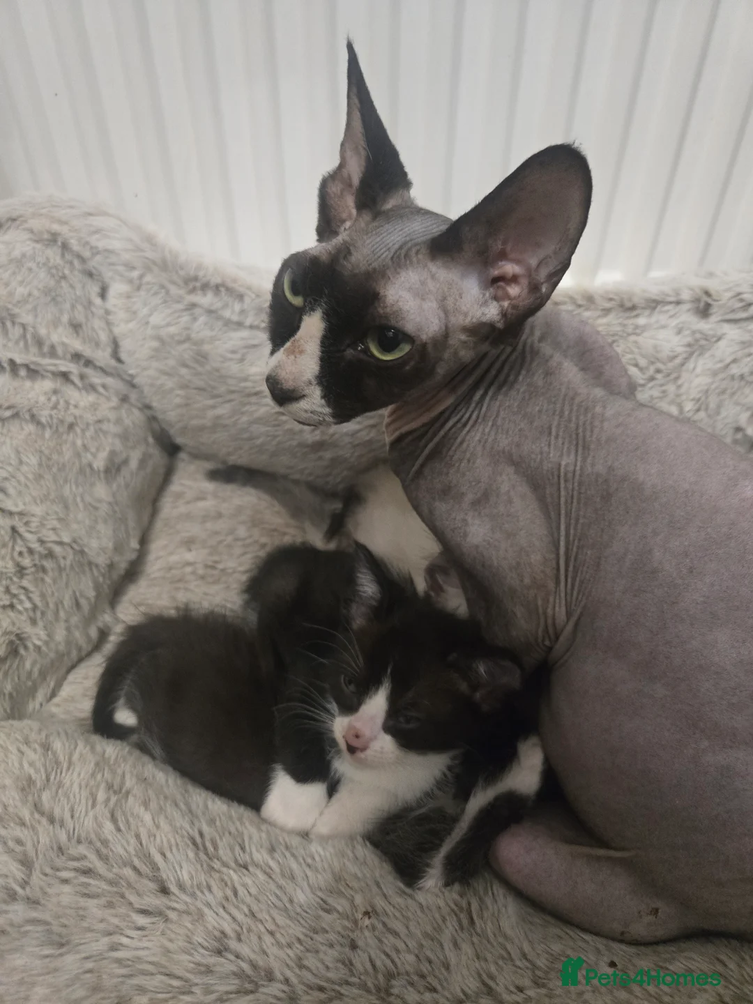 Siamese cats for sale: Beautiful siamese boys and girls  - Advert 3