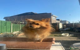 Pomeranian dogs for sale: Lovely dog for sale  - Image 7