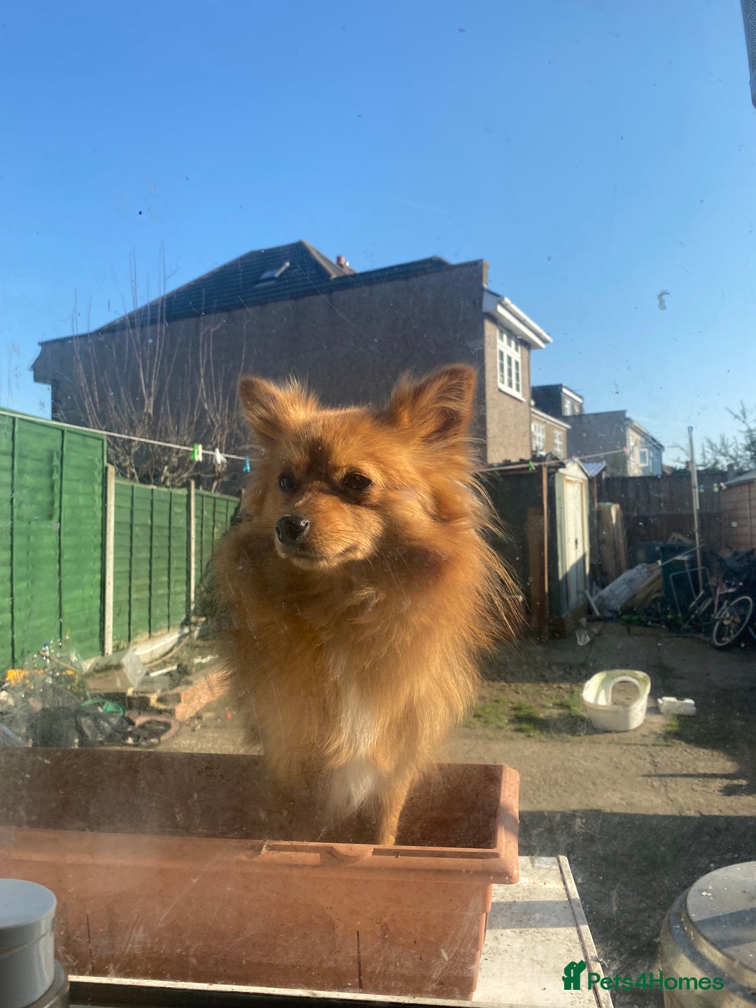 Pomeranian dogs for sale: Lovely dog for sale  - Image 7
