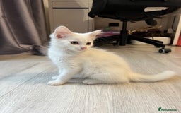 Turkish Angora cats for sale: cute white kittens - Image 10