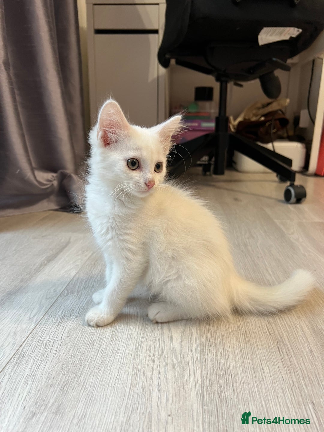 Turkish Angora cats for sale: cute white kittens - Image 10