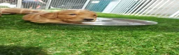 Golden Retriever dogs for sale: Healthy, happy KC reg, Golden Retriever puppies.  - Advert 4