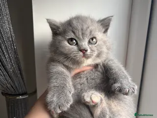 British Shorthair cats STUNNING BRITISH SHORTHAIR GIRLS REGISTERED - Advert 5