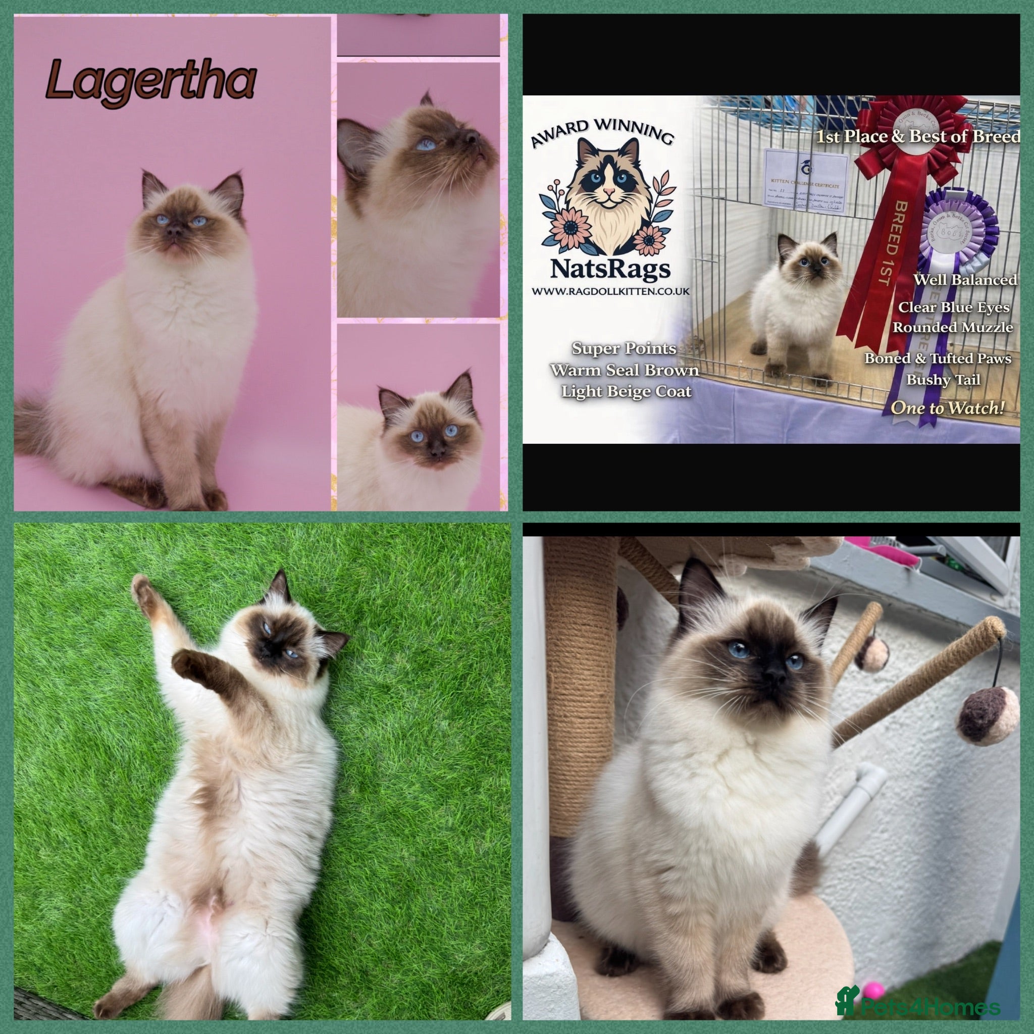 Ragdoll cats 🏆Gccf ragdoll female(Grch mum) - Advert 1