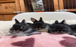 Netherland Dwarf rabbits for sale: Pure bred Netherland Dwarfs  - Image 1