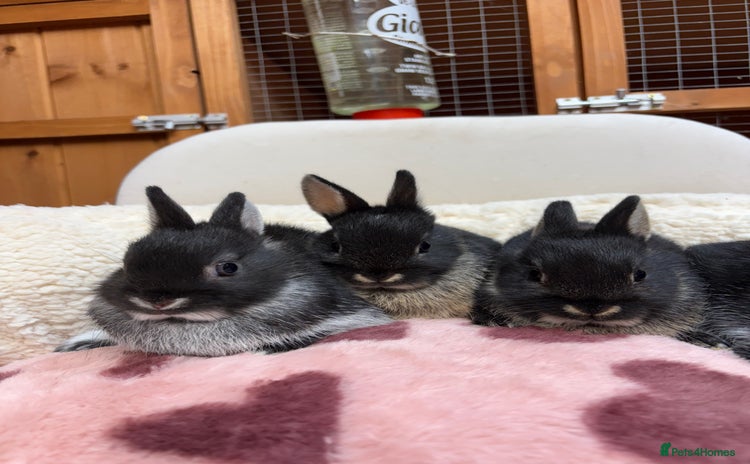 Netherland Dwarf rabbits - Advert 2
