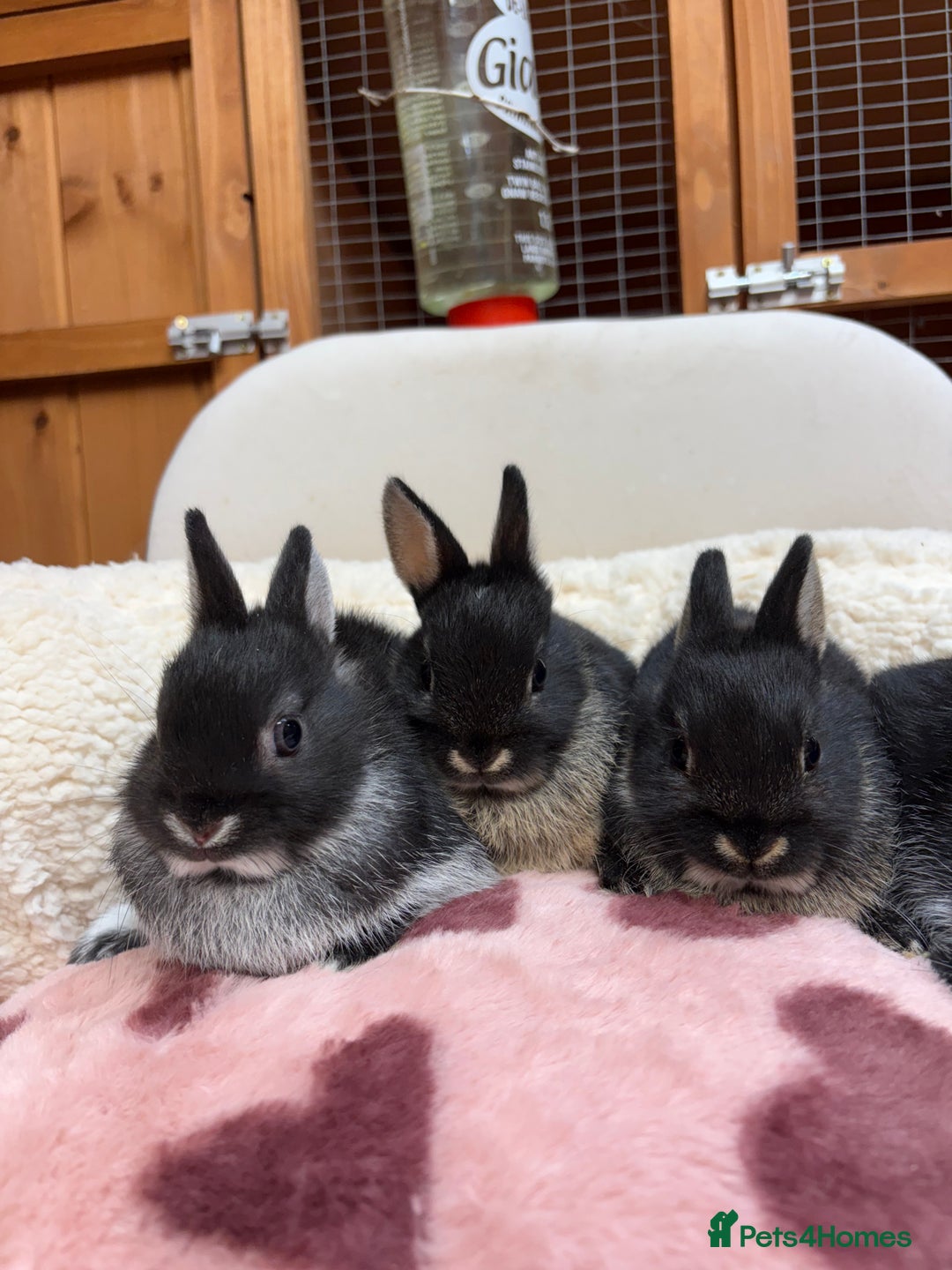 Netherland Dwarf rabbits for sale: Pure bred Netherland Dwarfs  - Image 1