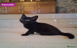 Mixed Breed cats for sale: Gorgeous Chunky Kittens  - Image 16