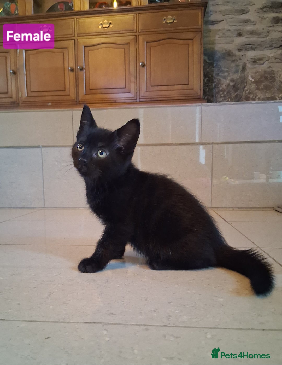Mixed Breed cats for sale: Gorgeous Chunky Kittens  - Image 16