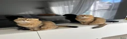Scottish Fold cats for sale: Brother&Sister ScottishFold - 2 year olds - Advert 1