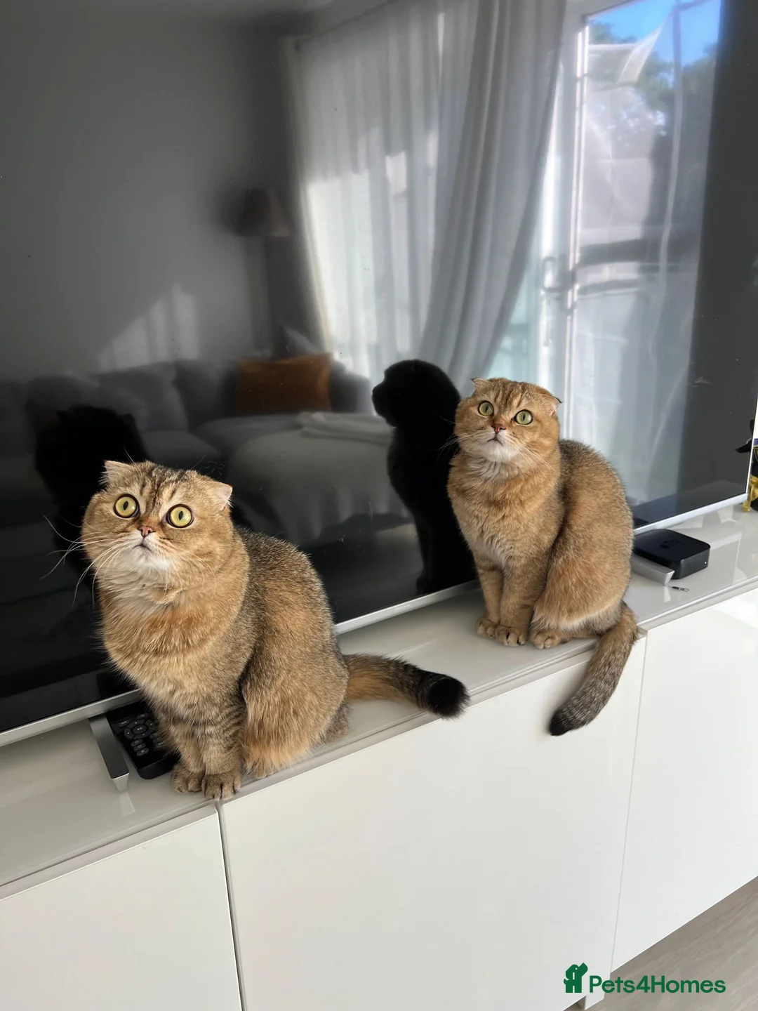 Scottish Fold cats for sale: Brother&Sister ScottishFold - 2 year olds - Advert 1