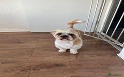 Shih Tzu dogs for stud: Murphy  - Image 3