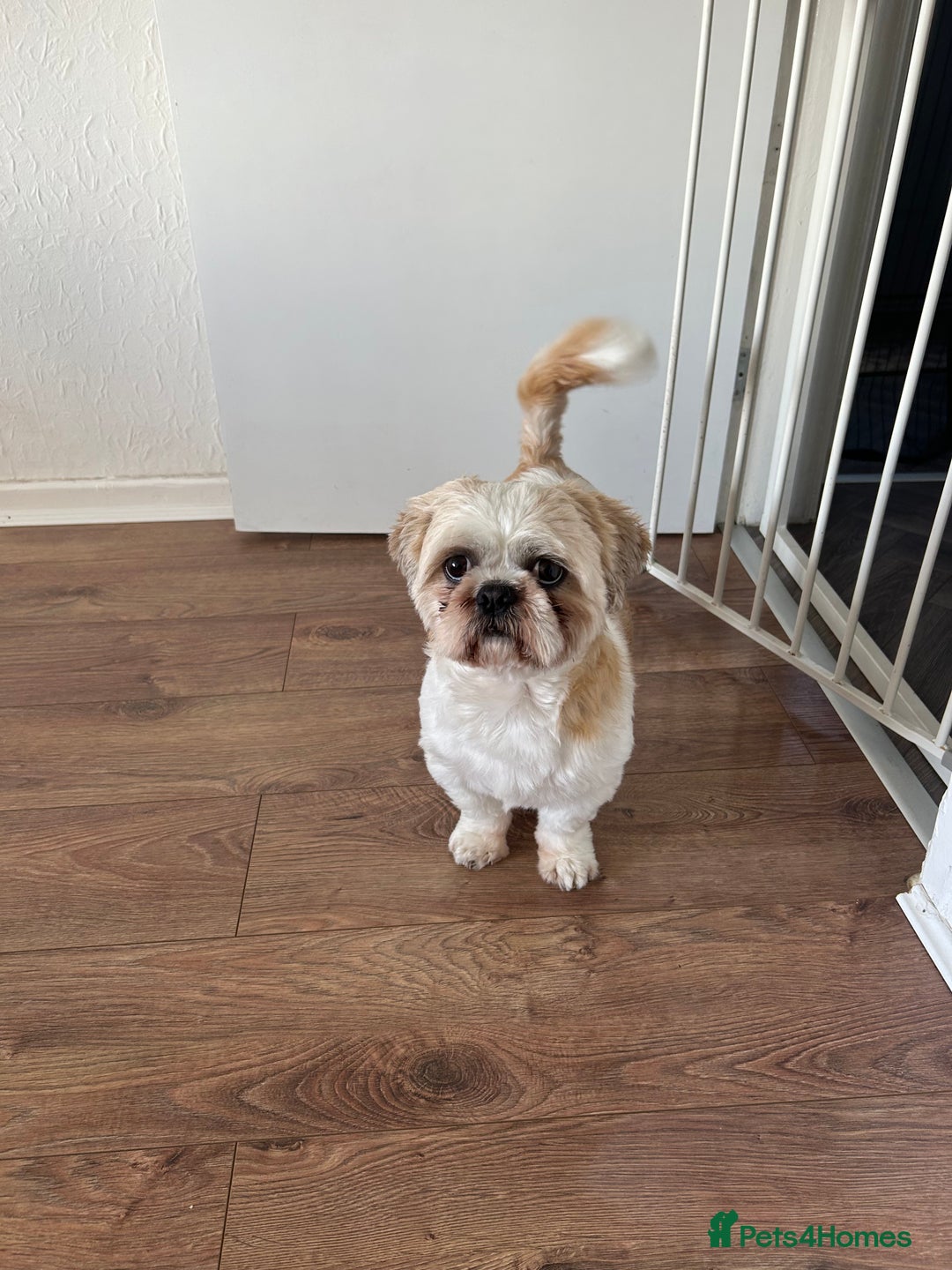 Shih Tzu dogs for stud: Murphy  - Image 3