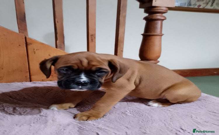Boxer dogs - Advert 8