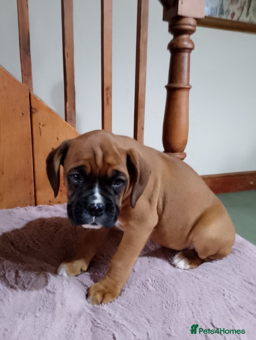 Boxer dogs for sale: Health Tested COI 1.5% KC Registered - Image 12