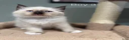 Ragdoll cats for sale: Beautiful purebred ragdoll kittens in Doncaster - Advert 27