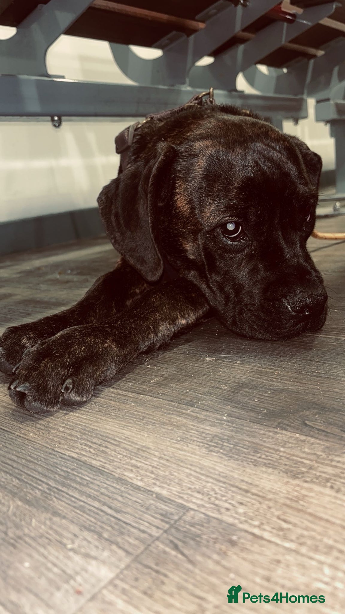Mixed Breed dogs 6 month old puppy  - Advert 1
