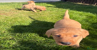 Mixed Breed dogs - Advert 8