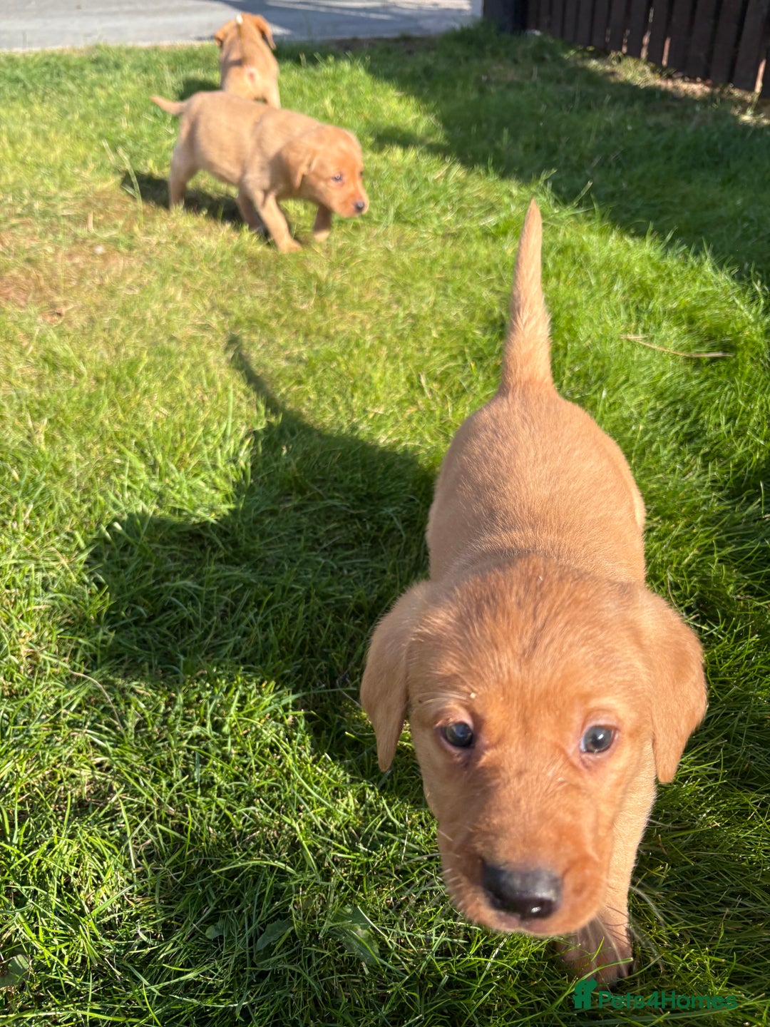 Mixed Breed dogs for sale: Labrador x Beagle  - Image 3