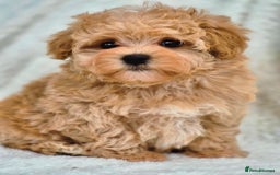 Maltipoo dogs for sale: Amazing Korean/English Teddy bear Maltipoo Puppies - Image 11