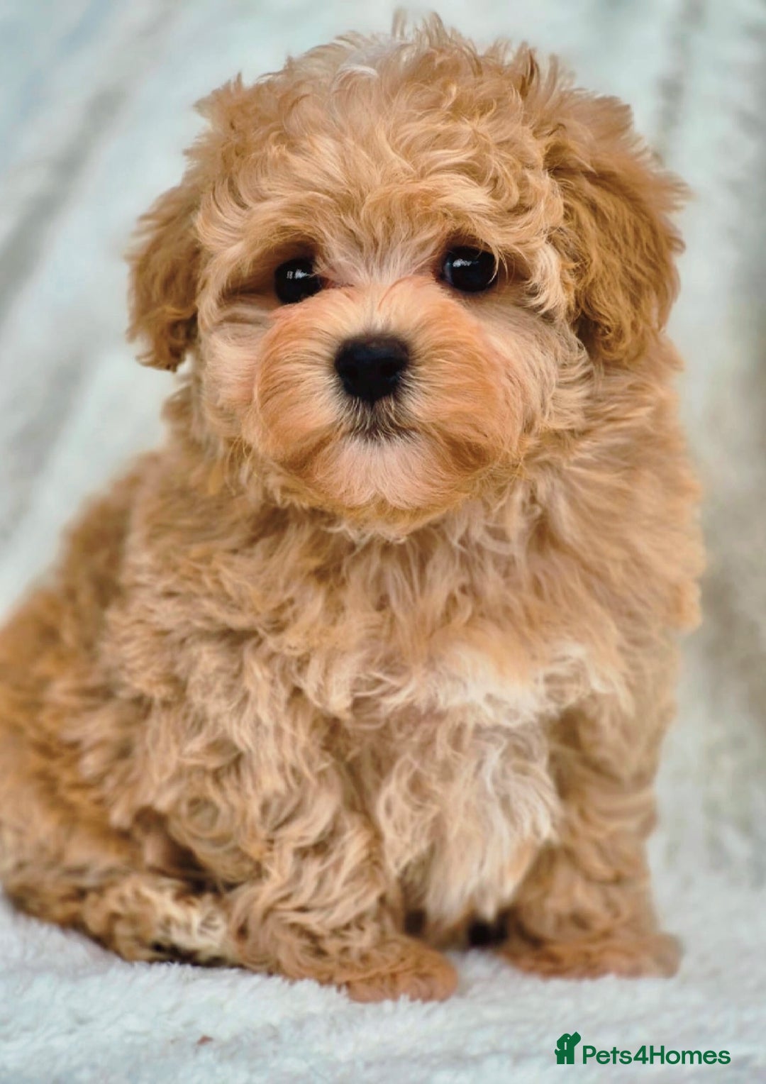 Maltipoo dogs for sale: Amazing Korean/English Teddy bear Maltipoo Puppies - Image 11
