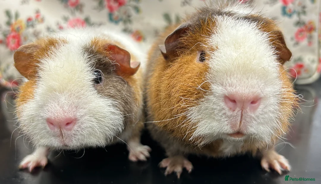 Guinea Pig rodents for sale: RESERVED Gorgeous Pair of Teddy Boars Slate - Advert 2