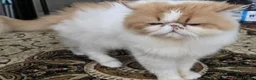 Persian cats for sale: Pedigree Persian CFA Champion Male For Loving Home - Advert 3